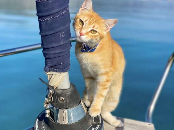 Care for the Strays